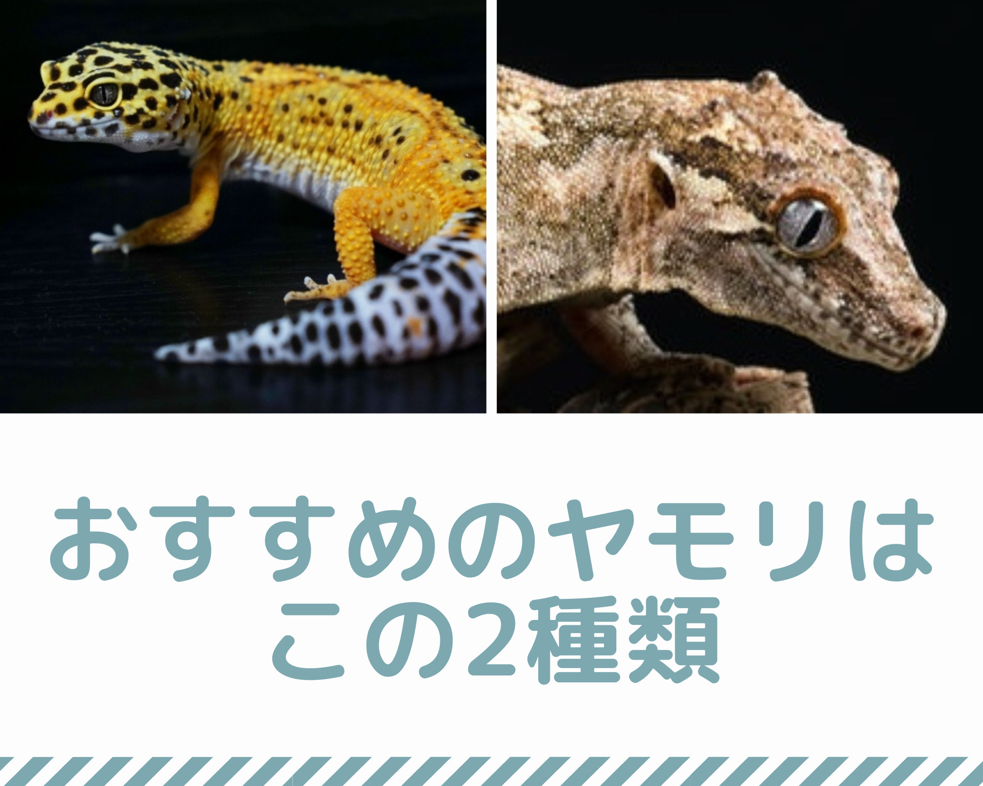 【初心者向けヤモリ5選】元ショップ店員が厳選したおすすめのヤモリを紹介 - レプタイルフリーク