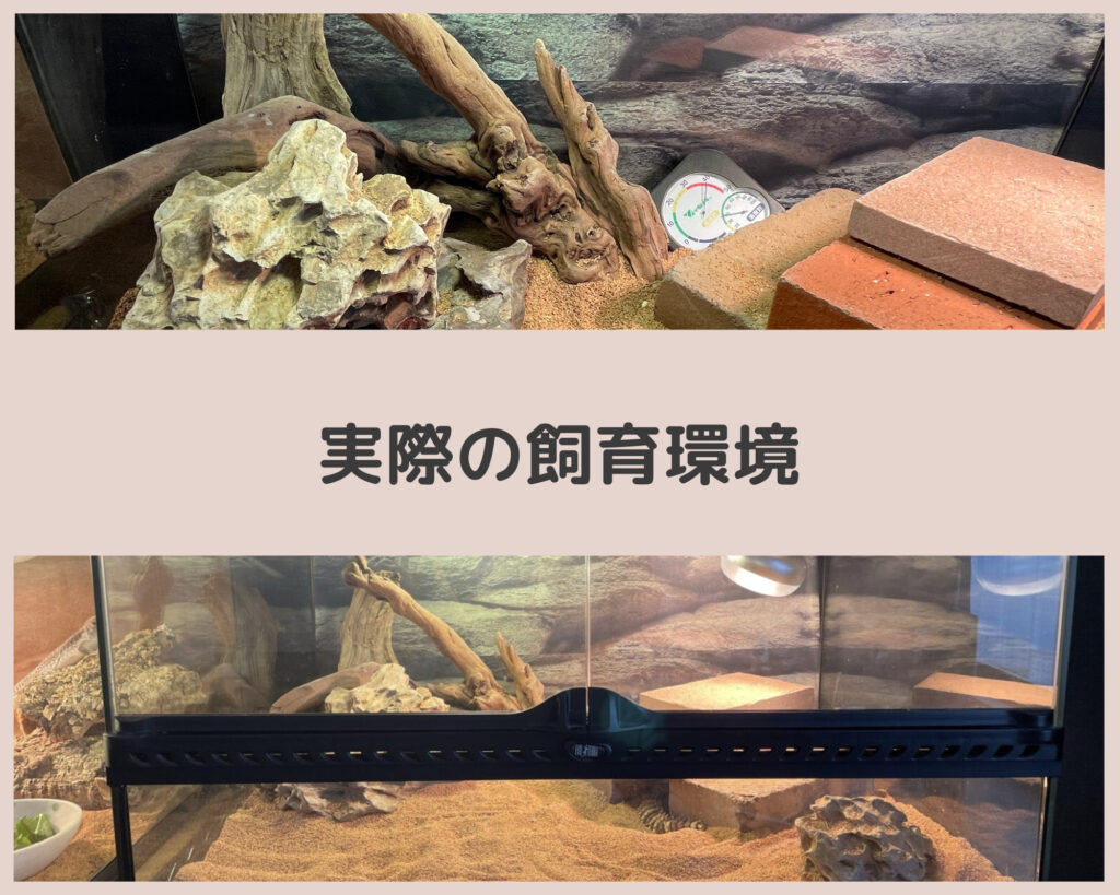 実際の飼育環境