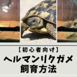 【初心者向け】ヘルマンリクガメ飼育方法