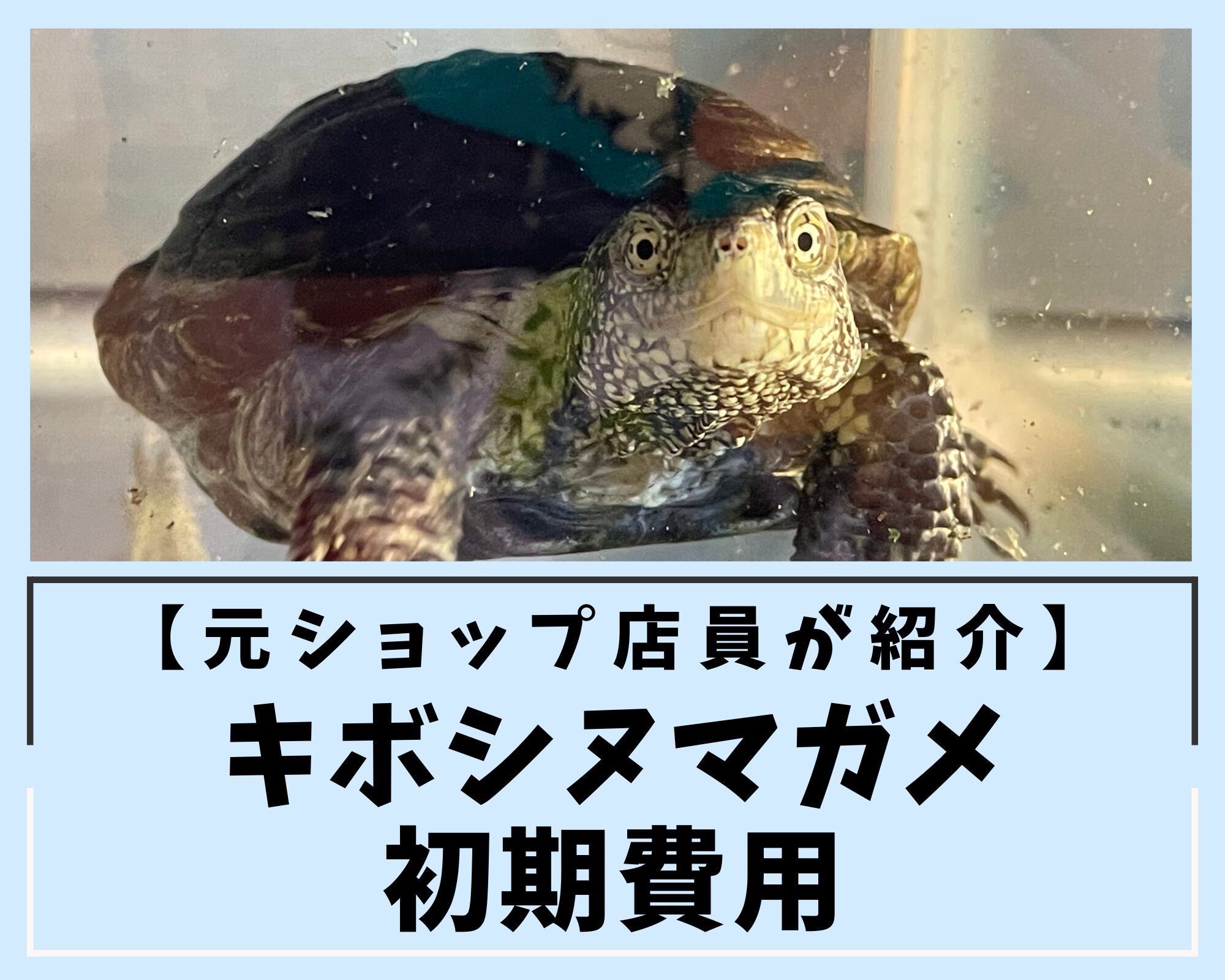 【元ショップ店員が紹介】キボシヌマガメの初期費用