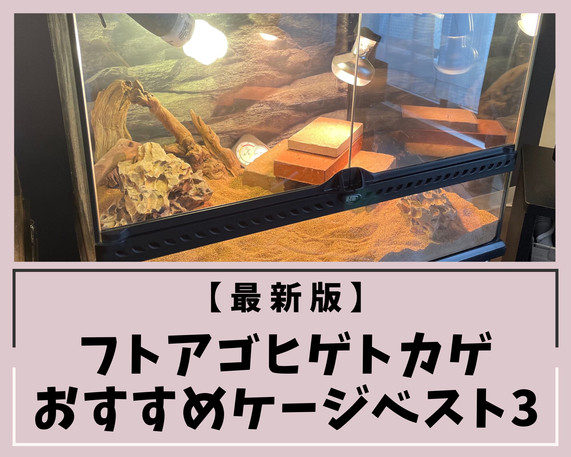 【最新版】フトアゴヒゲトカゲおすすめケージベスト3