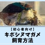 【初心者向け】キボシヌマガメ飼育方法