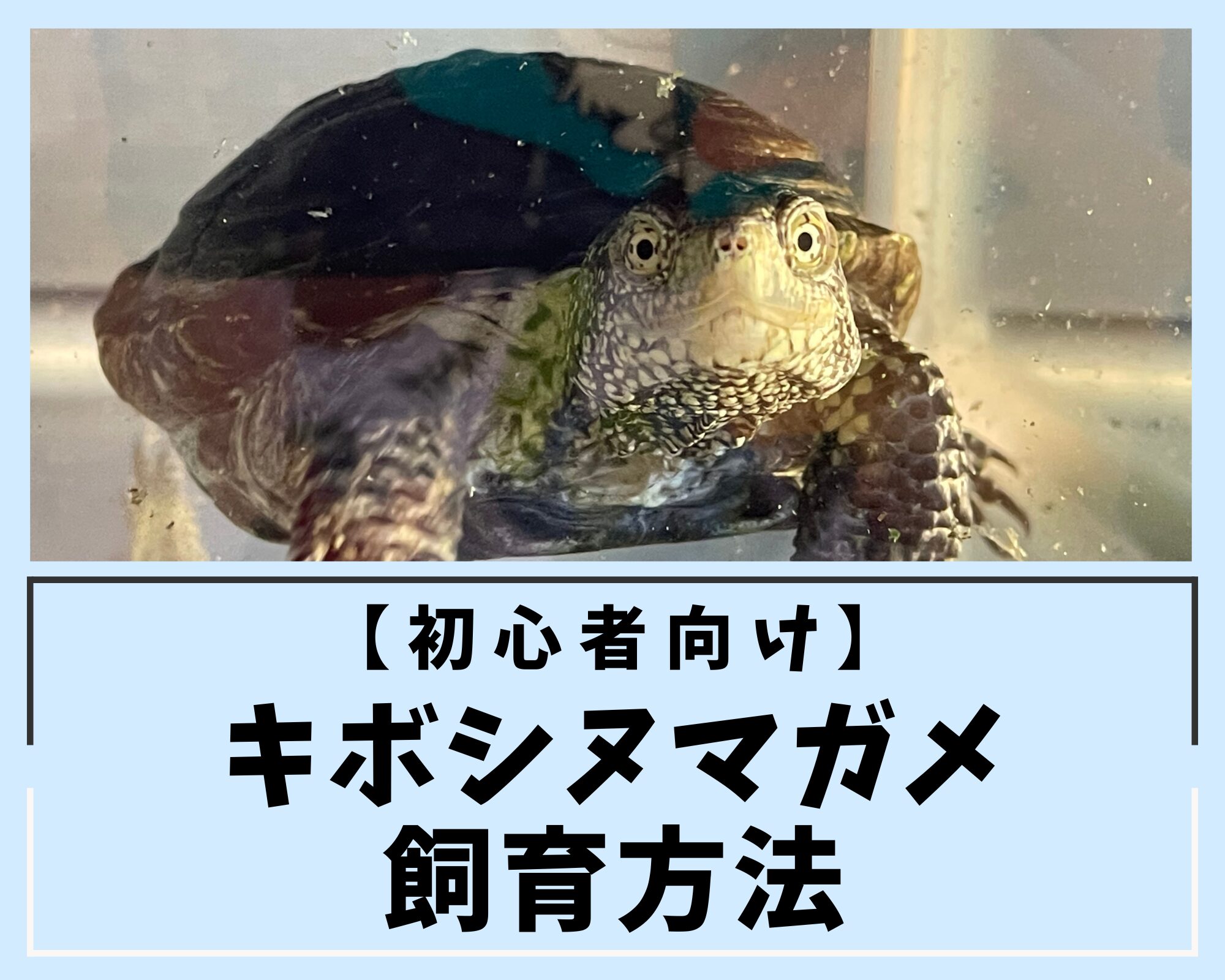 【初心者向け】キボシヌマガメ飼育方法