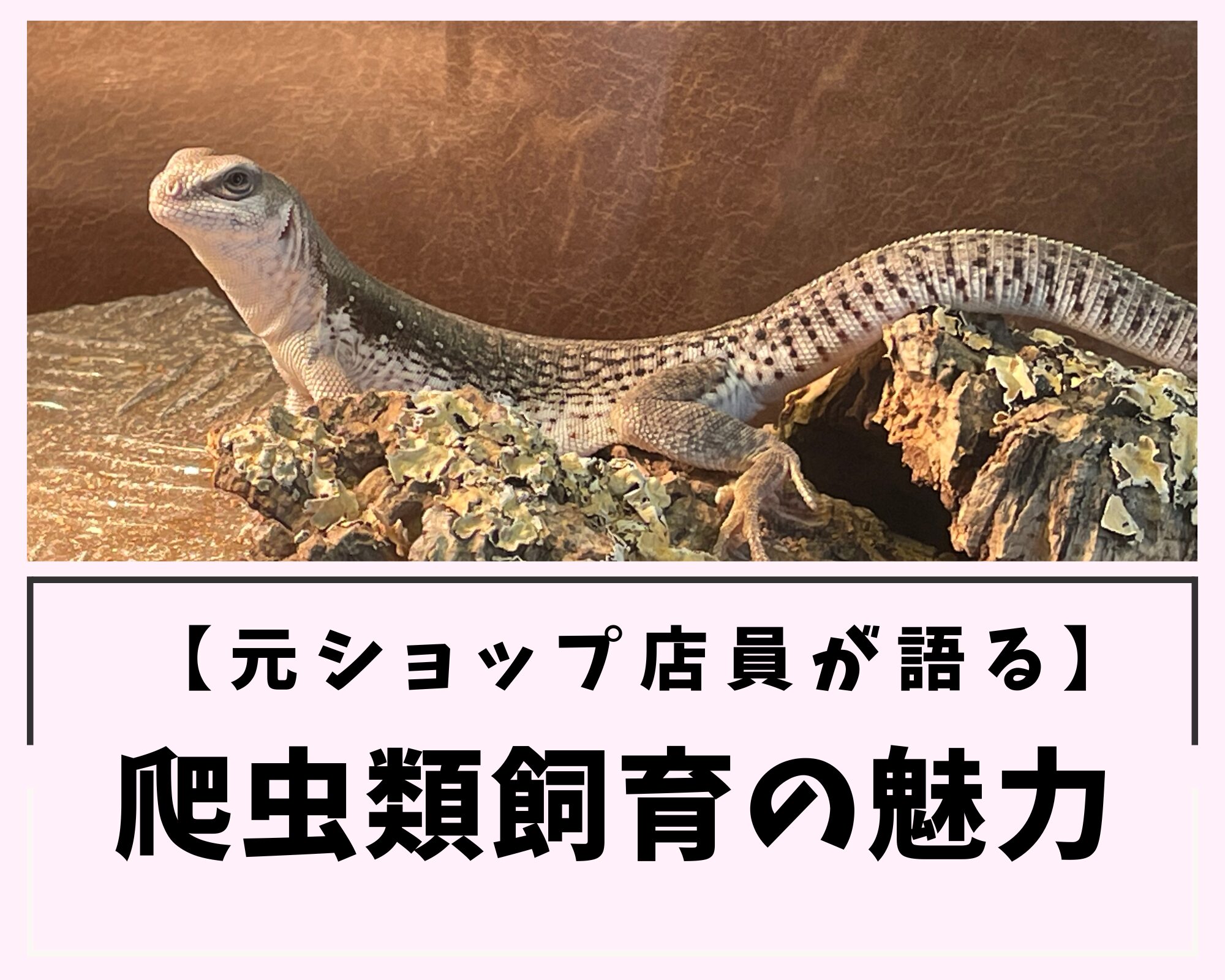 【元ショップ店員が語る】爬虫類飼育の魅力