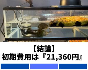 【結論】キボシヌマガメの初期費用は『21360円』