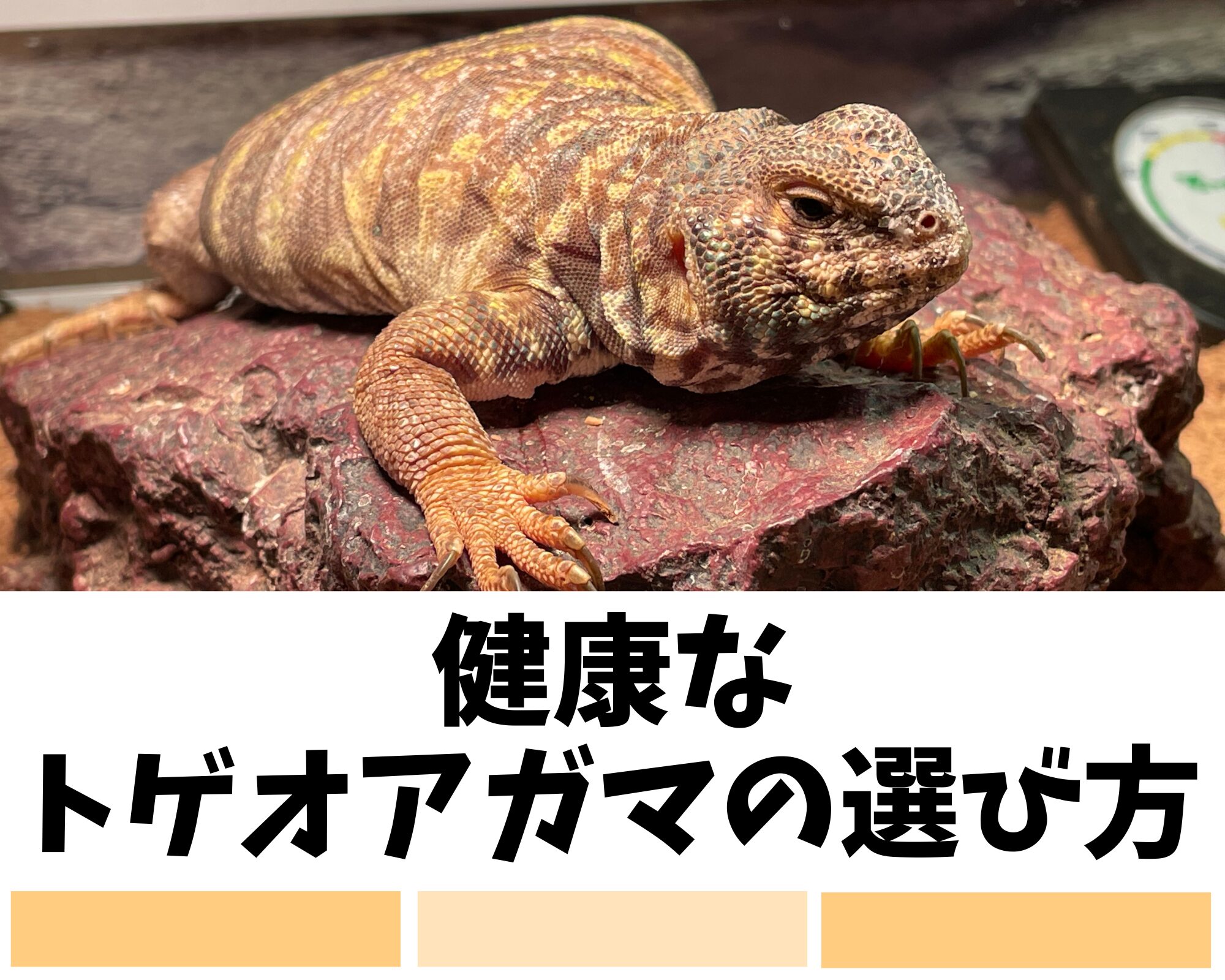 健康なトゲオアガマの選び方