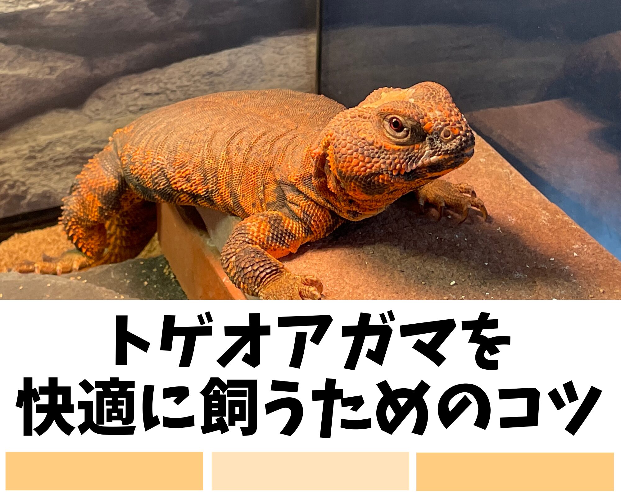 トゲオアガマを快適に飼うためのコツ