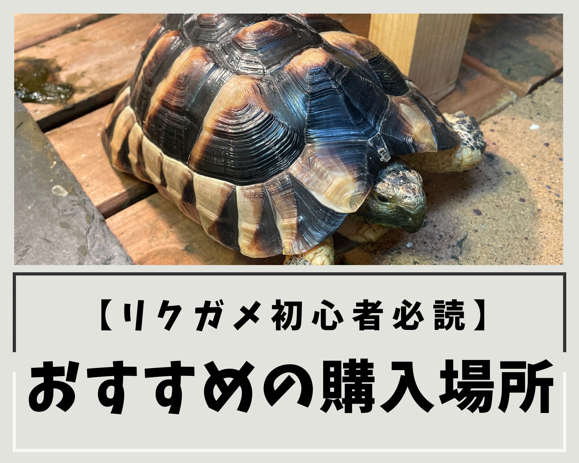 【リクガメ初心者必読】おすすめの購入場所を紹介