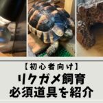 【初心者向け】リクガメ飼育の必須道具を紹介