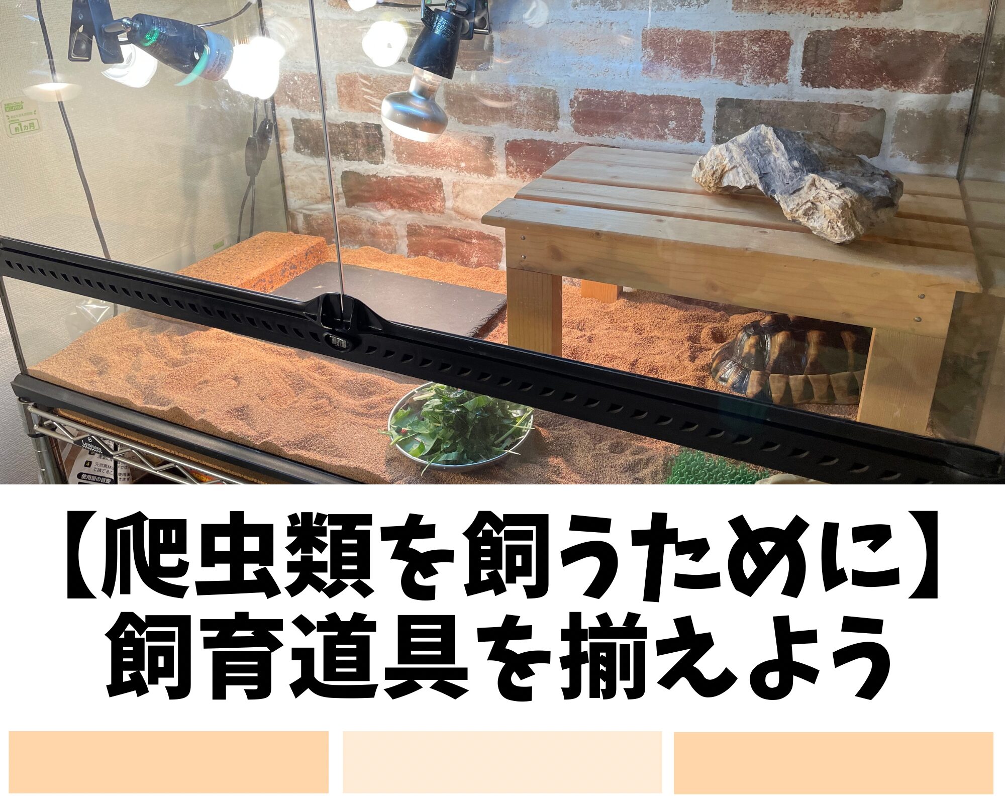 【爬虫類を飼うために】飼育道具を揃えよう