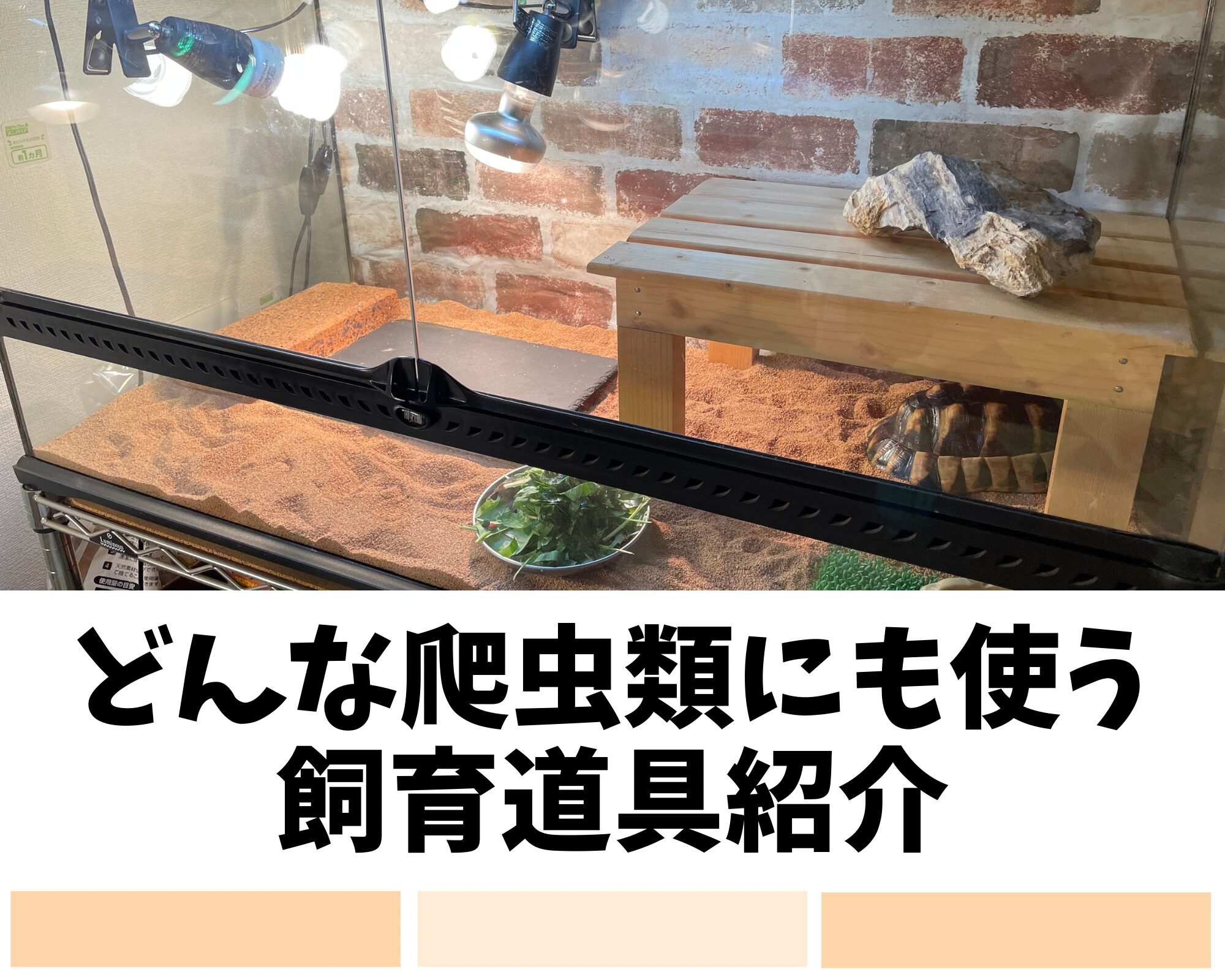 どんな爬虫類にも使う飼育道具紹介